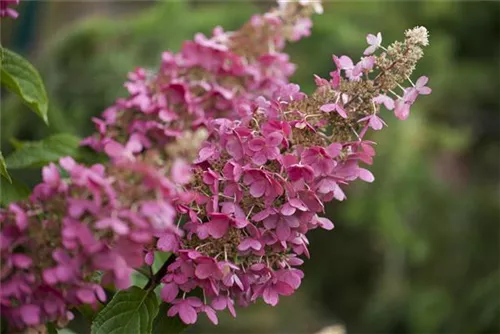 Rispenhortensie 'Pinky Winky' -R- - Hydrangea paniculata 'Pinky Winky' -R-