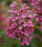 Rispenhortensie 'Pinky Winky' -R- - Hydrangea paniculata 'Pinky Winky' -R-