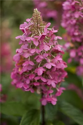 Rispenhortensie 'Pinky Winky' -R- - Hydrangea paniculata 'Pinky Winky' -R-