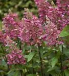 Rispenhortensie 'Pinky Winky' -R- - Hydrangea paniculata 'Pinky Winky' -R-