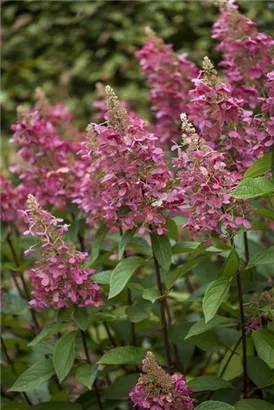 Rispenhortensie 'Pinky Winky' -R- - Hydrangea paniculata 'Pinky Winky' -R-