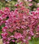 Rispenhortensie 'Pinky Winky' -R- - Hydrangea paniculata 'Pinky Winky' -R-