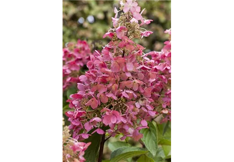 Hydrangea paniculata 'Diamant Rouge' - Rispenhortensie