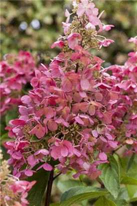 Rispenhortensie 'Pinky Winky' -R- - Hydrangea paniculata 'Pinky Winky' -R-