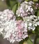 Rispenhortensie 'Pinky Winky' -R- - Hydrangea paniculata 'Pinky Winky' -R-