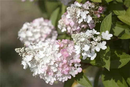 Rispenhortensie 'Pinky Winky' -R- - Hydrangea paniculata 'Pinky Winky' -R-