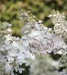 Rispenhortensie 'Pinky Winky' -R- - Hydrangea paniculata 'Pinky Winky' -R-