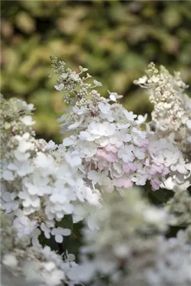 Rispenhortensie 'Pinky Winky' -R- - Hydrangea paniculata 'Pinky Winky' -R-