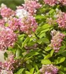 Rispenhortensie 'Pinky Winky' -R- - Hydrangea paniculata 'Pinky Winky' -R-