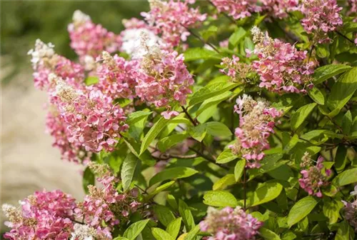 Rispenhortensie 'Pinky Winky' -R- - Hydrangea paniculata 'Pinky Winky' -R-