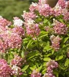 Rispenhortensie 'Pinky Winky' -R- - Hydrangea paniculata 'Pinky Winky' -R-