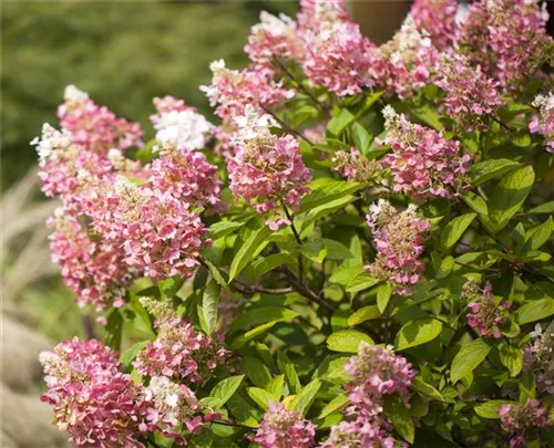 Rispenhortensie 'Pinky Winky' -R- - Hydrangea paniculata 'Pinky Winky' -R-