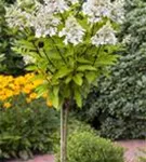 Rispenhortensie 'Pinky Winky' -R- - Hydrangea paniculata 'Pinky Winky' -R-