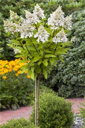 Rispenhortensie 'Pinky Winky' -R- - Hydrangea paniculata 'Pinky Winky' -R-