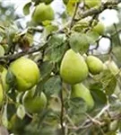 Birne 'Alexander Lucas' spät - Pyrus com.'Alexander Lucas' CAC