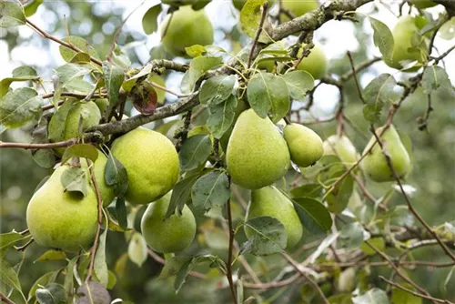 Birne 'Alexander Lucas' spät - Pyrus com.'Alexander Lucas' CAC