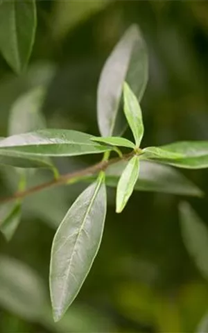 Ligustrum vulgare