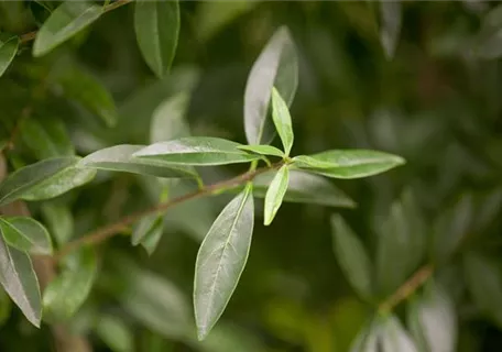 Ligustrum vulgare - Gemeiner Liguster