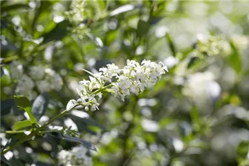 Ligustrum - Liguster