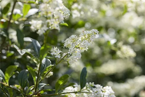 Zwergliguster - Ligustrum vulgare 'Lodense'