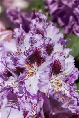 Rhododendron-Hybride 'Pfauenauge' -R- - Rhododendron Hybr.'Pfauenauge' -R- III