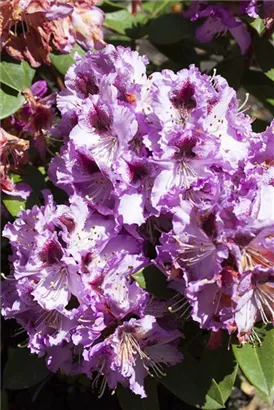 Rhododendron-Hybride 'Pfauenauge' -R- - Rhododendron Hybr.'Pfauenauge' -R- III