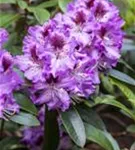 Rhododendron-Hybride 'Pfauenauge' -R- - Rhododendron Hybr.'Pfauenauge' -R- III