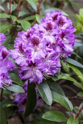 Rhododendron-Hybride 'Pfauenauge' -R- - Rhododendron Hybr.'Pfauenauge' -R- III