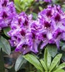 Rhododendron-Hybride 'Pfauenauge' -R- - Rhododendron Hybr.'Pfauenauge' -R- III