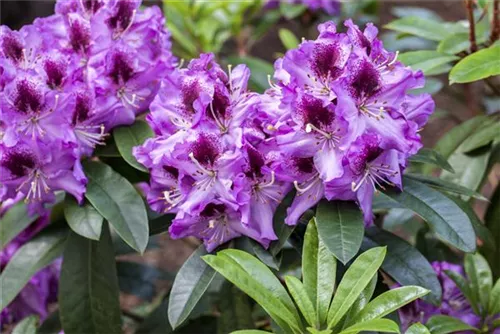 Rhododendron-Hybride 'Pfauenauge' -R- - Rhododendron Hybr.'Pfauenauge' -R- III