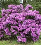 Rhododendron-Hybride 'Pfauenauge' -R- - Rhododendron Hybr.'Pfauenauge' -R- III