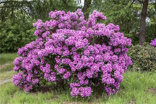 Rhododendron-Hybride 'Pfauenauge' -R- - Rhododendron Hybr.'Pfauenauge' -R- III