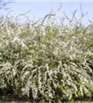 Frühlingsspiere - Spiraea thunbergii