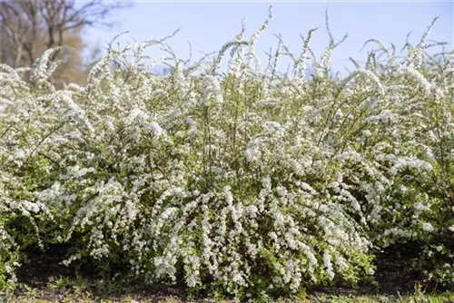 Frühlingsspiere - Spiraea thunbergii