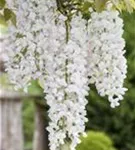 Weißer Cin.Blauregen - Wisteria sinensis 'Alba'