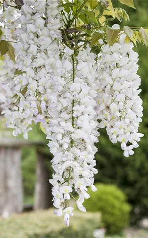 Wisteria sinensis 'Alba'