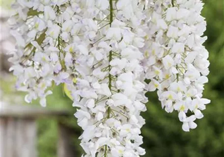 Wisteria sinensis 'Alba' - Weißer Cin.Blauregen