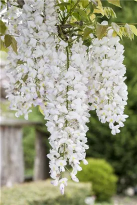 Weißer Cin.Blauregen - Wisteria sinensis 'Alba'