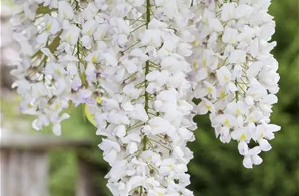 Wisteria sinensis 'Alba'