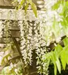 Weißer Cin.Blauregen - Wisteria sinensis 'Alba'