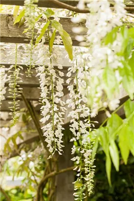 Weißer Cin.Blauregen - Wisteria sinensis 'Alba'