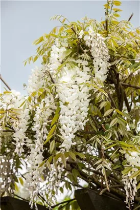 Weißer Cin.Blauregen - Wisteria sinensis 'Alba'