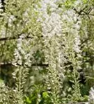 Weißer Cin.Blauregen - Wisteria sinensis 'Alba'