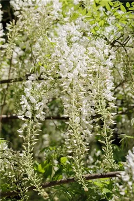 Weißer Cin.Blauregen - Wisteria sinensis 'Alba'