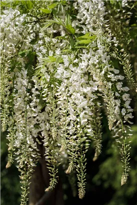 Weißer Cin.Blauregen - Wisteria sinensis 'Alba'