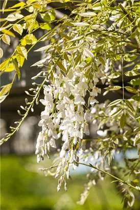 Weißer Cin.Blauregen - Wisteria sinensis 'Alba'