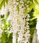 Weißer Cin.Blauregen - Wisteria sinensis 'Alba'