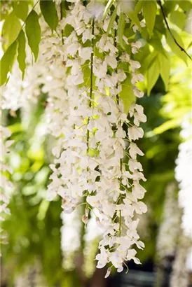 Weißer Cin.Blauregen - Wisteria sinensis 'Alba'