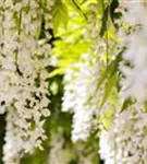 Weißer Cin.Blauregen - Wisteria sinensis 'Alba'