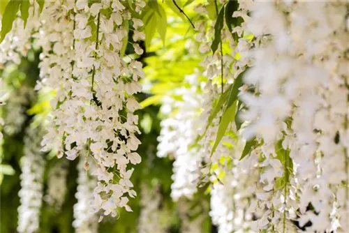 Weißer Cin.Blauregen - Wisteria sinensis 'Alba'